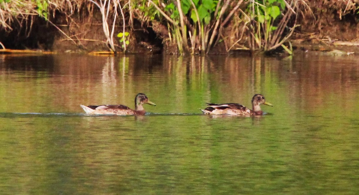 Mallard - ML638492296