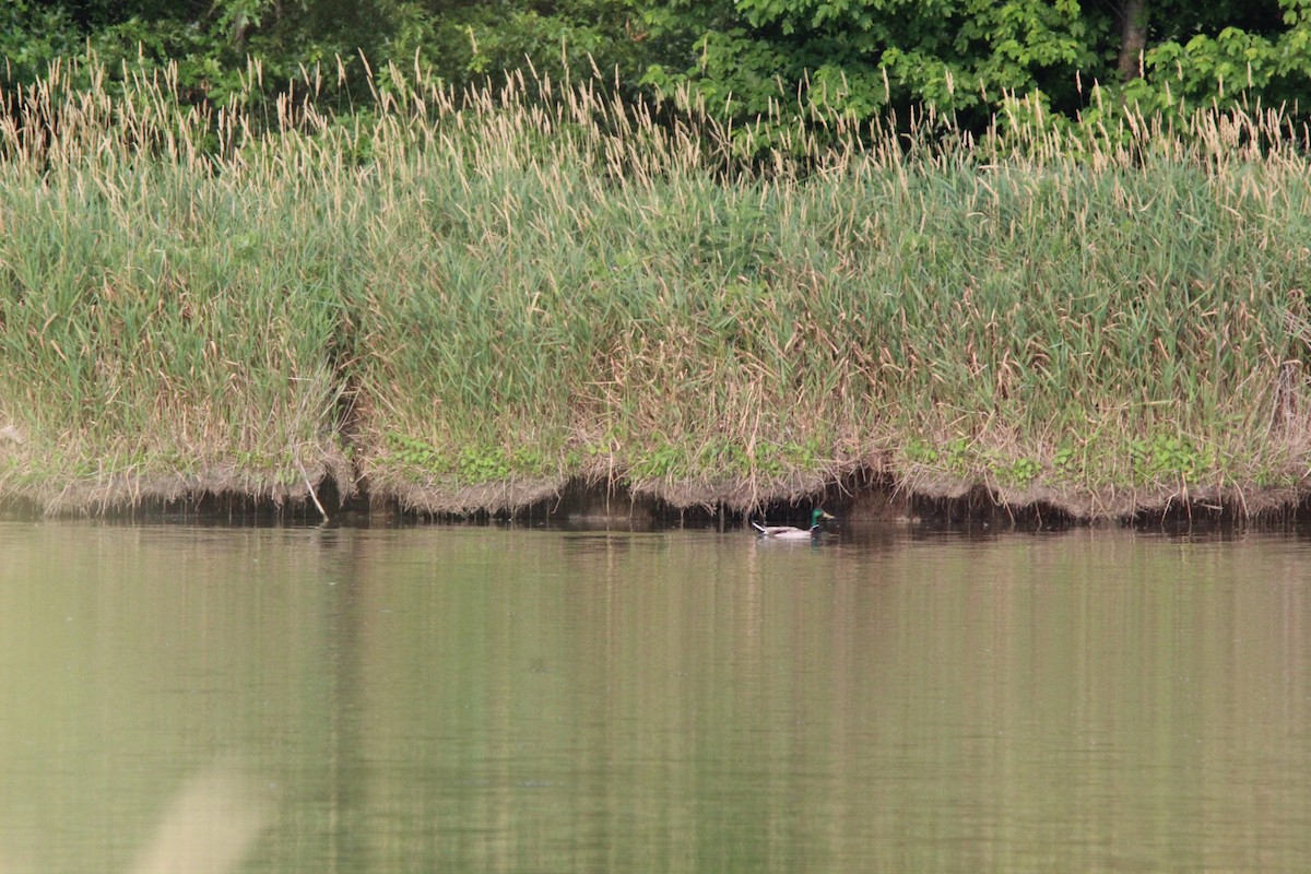 Mallard - ML638492297