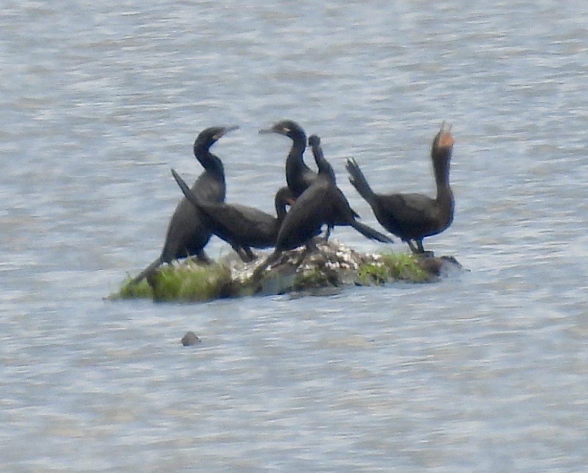 Neotropic Cormorant - ML638492298