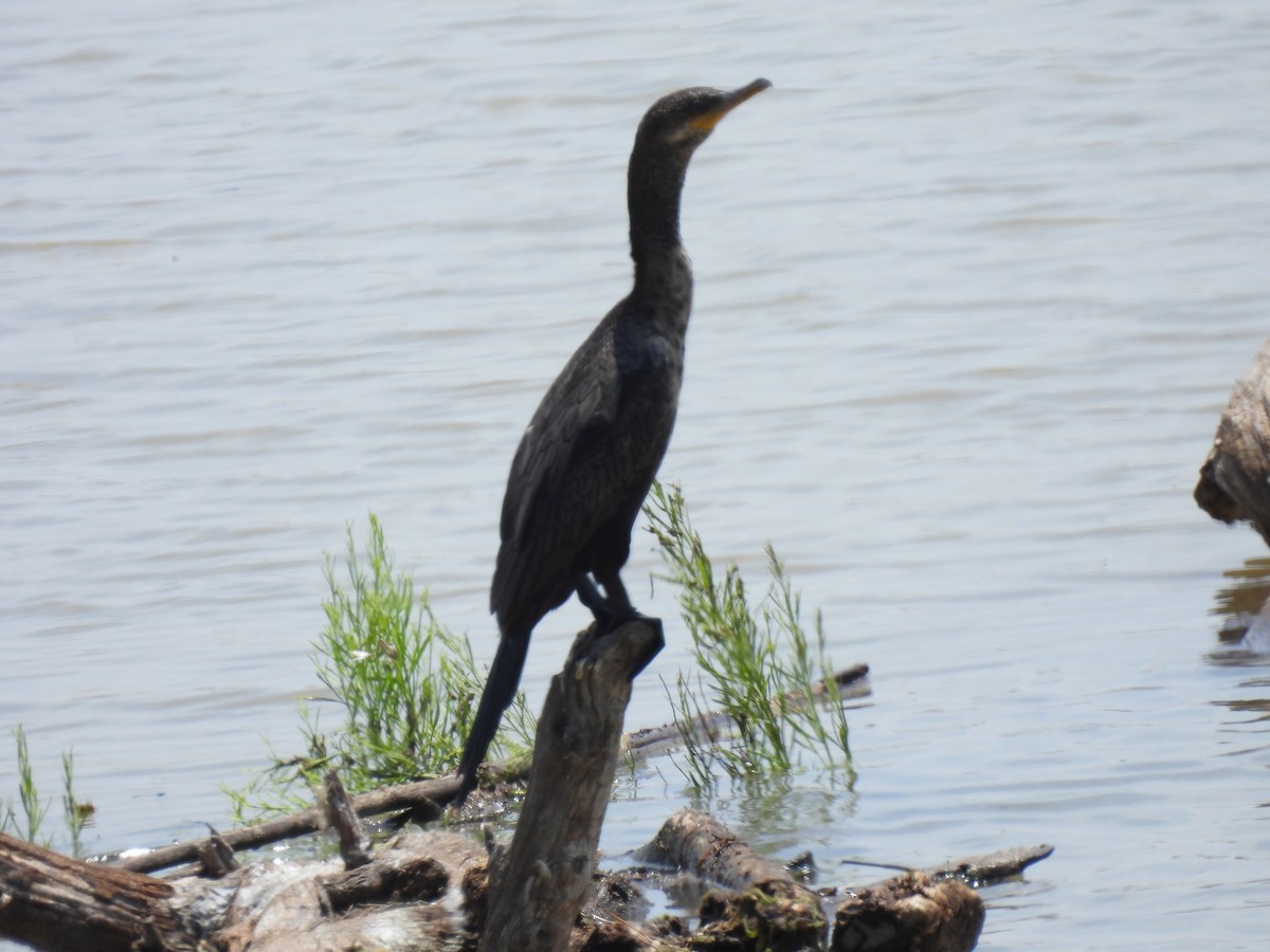 Neotropic Cormorant - ML638492299