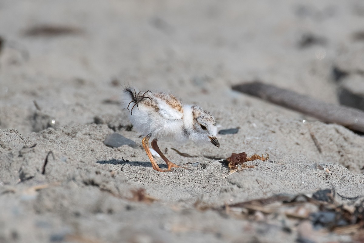 Piping Plover - ML638492304