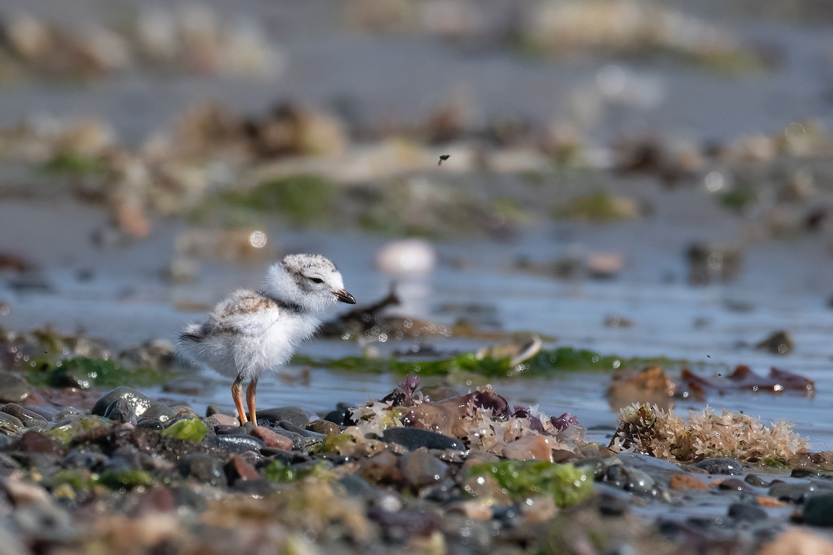 Piping Plover - ML638492306