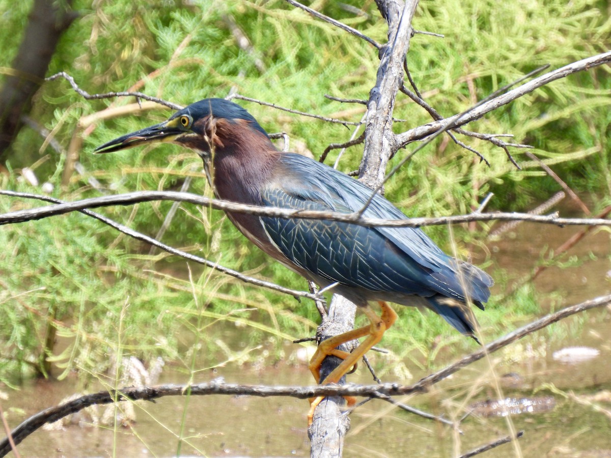 Green Heron - ML638492307