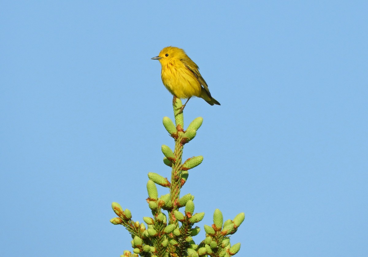 Yellow Warbler (Northern) - ML638492308