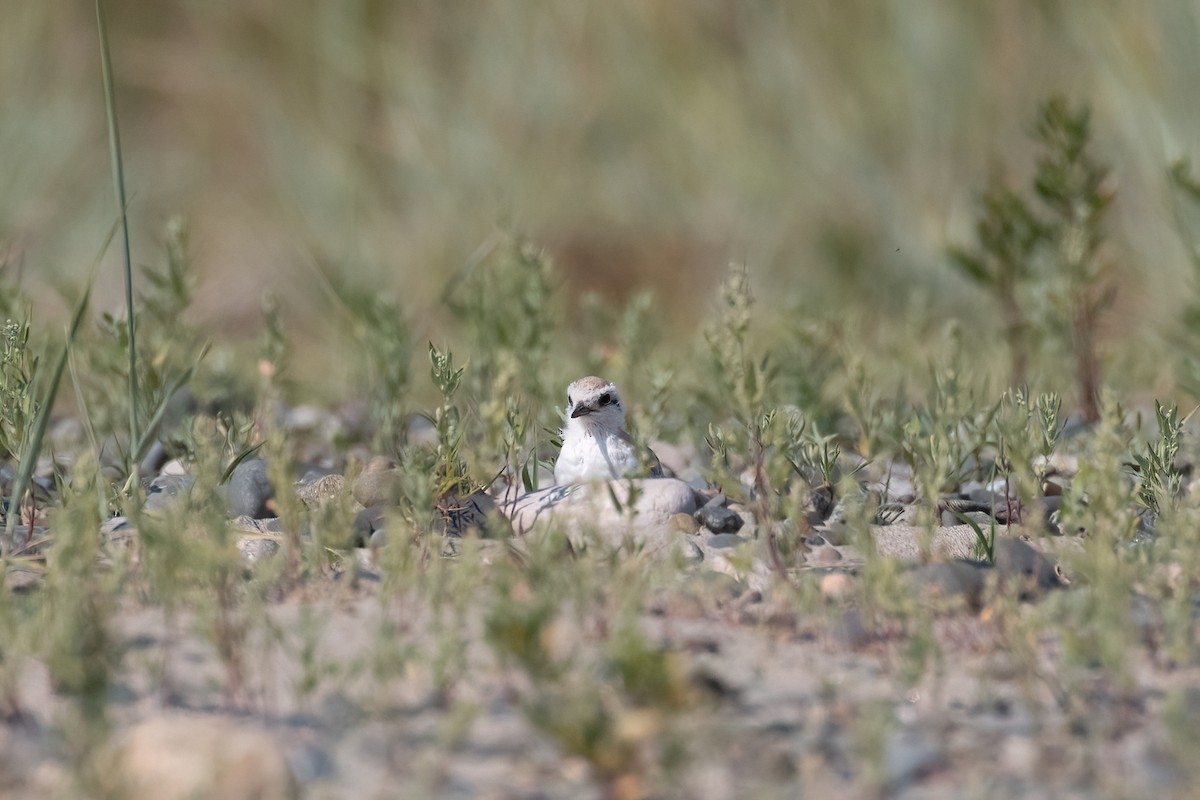 Least Tern - ML638492311