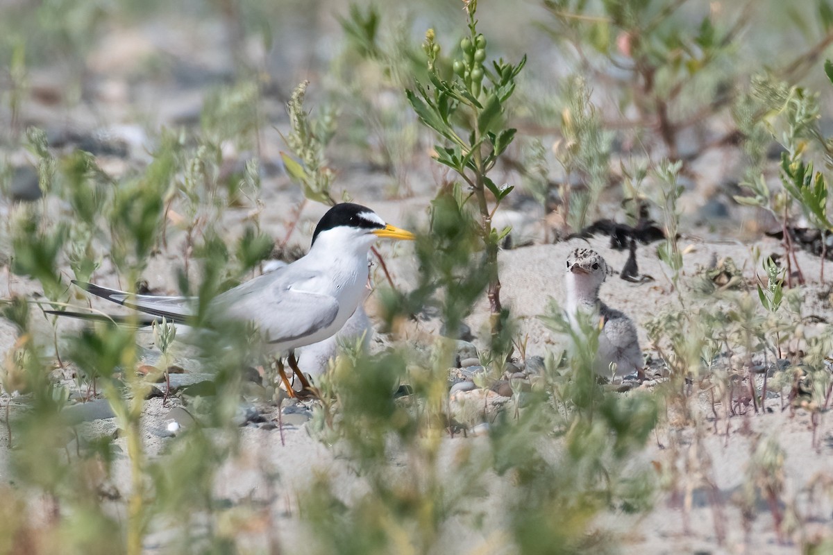 Least Tern - ML638492312