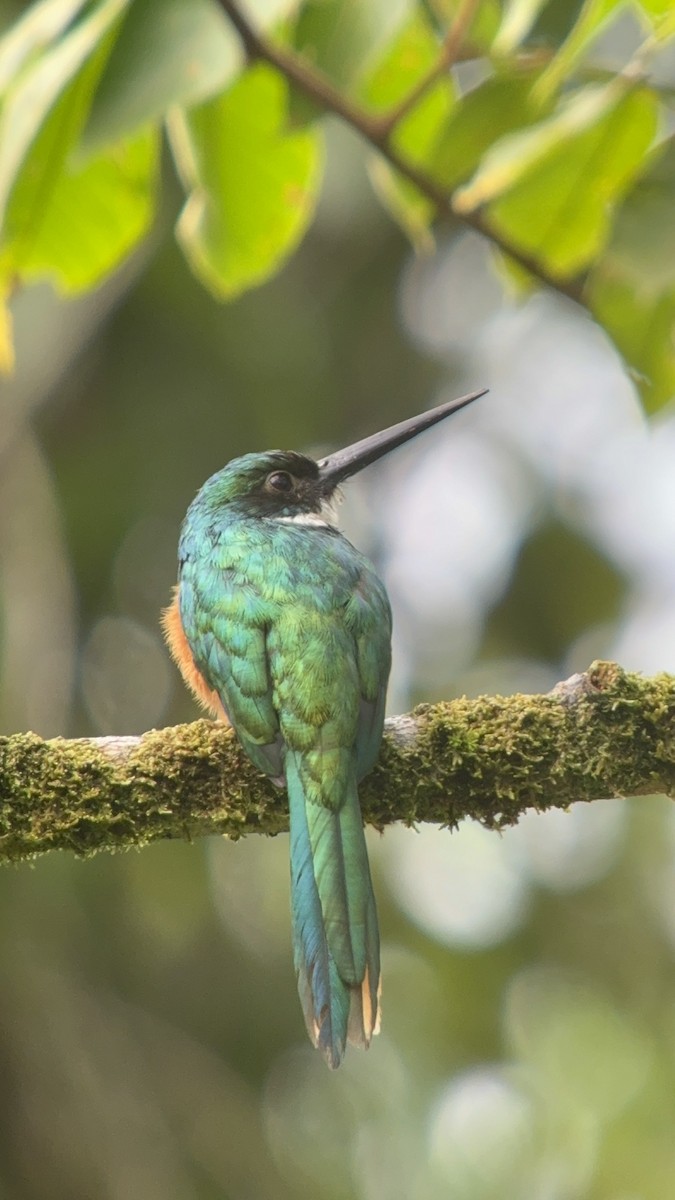 Rufous-tailed Jacamar - ML638492313