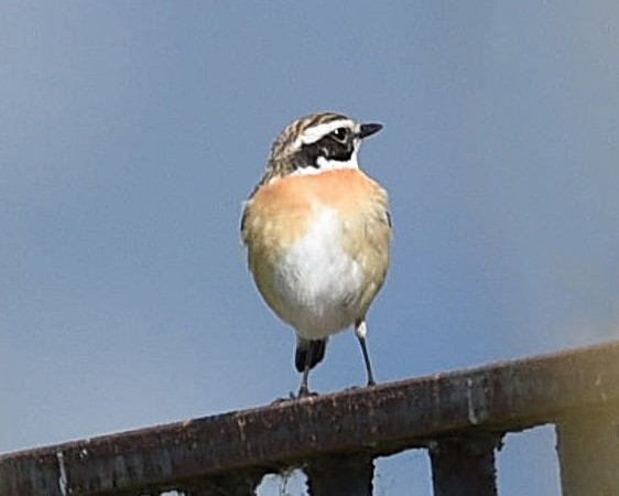 Whinchat - ML638492343