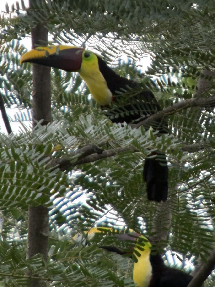 Yellow-throated Toucan - ML638492357