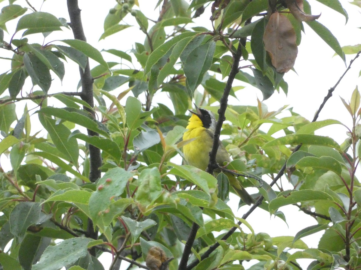 Common Yellowthroat - ML638492388