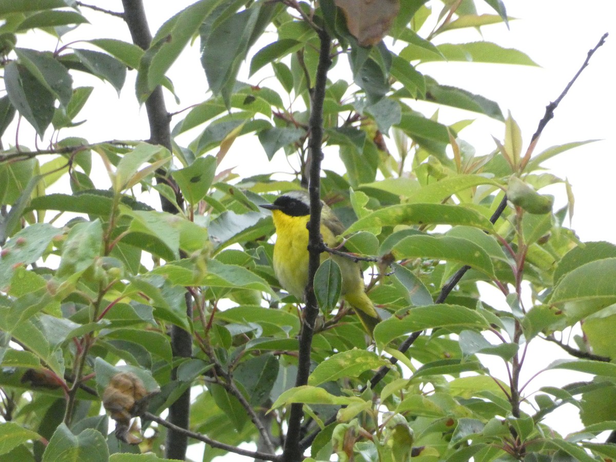 Common Yellowthroat - ML638492389