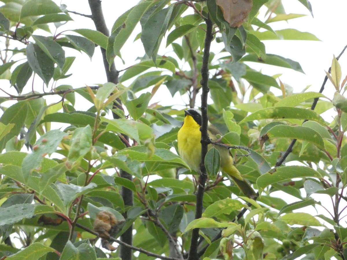 Common Yellowthroat - ML638492390