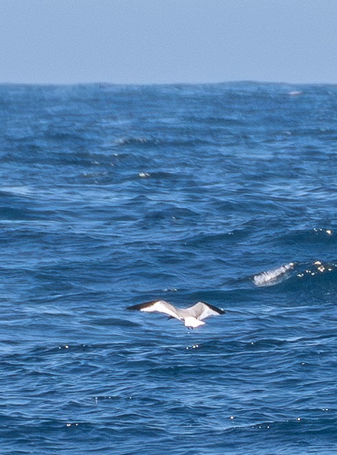 Sabine's Gull - ML638492406
