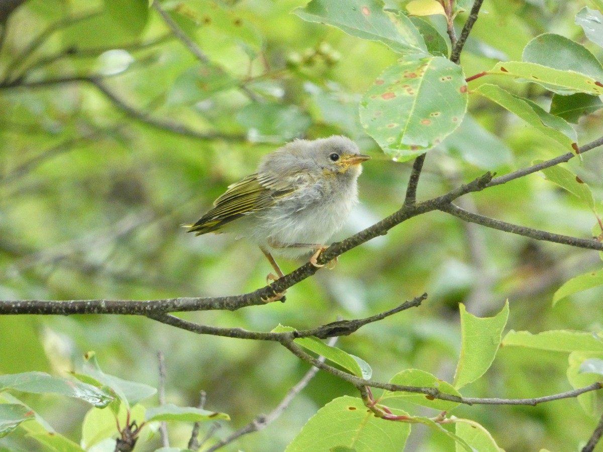 Yellow Warbler - ML638492433