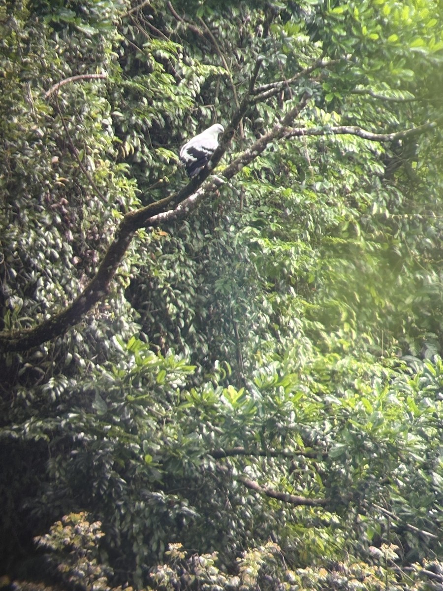 White Hawk - ML638492434