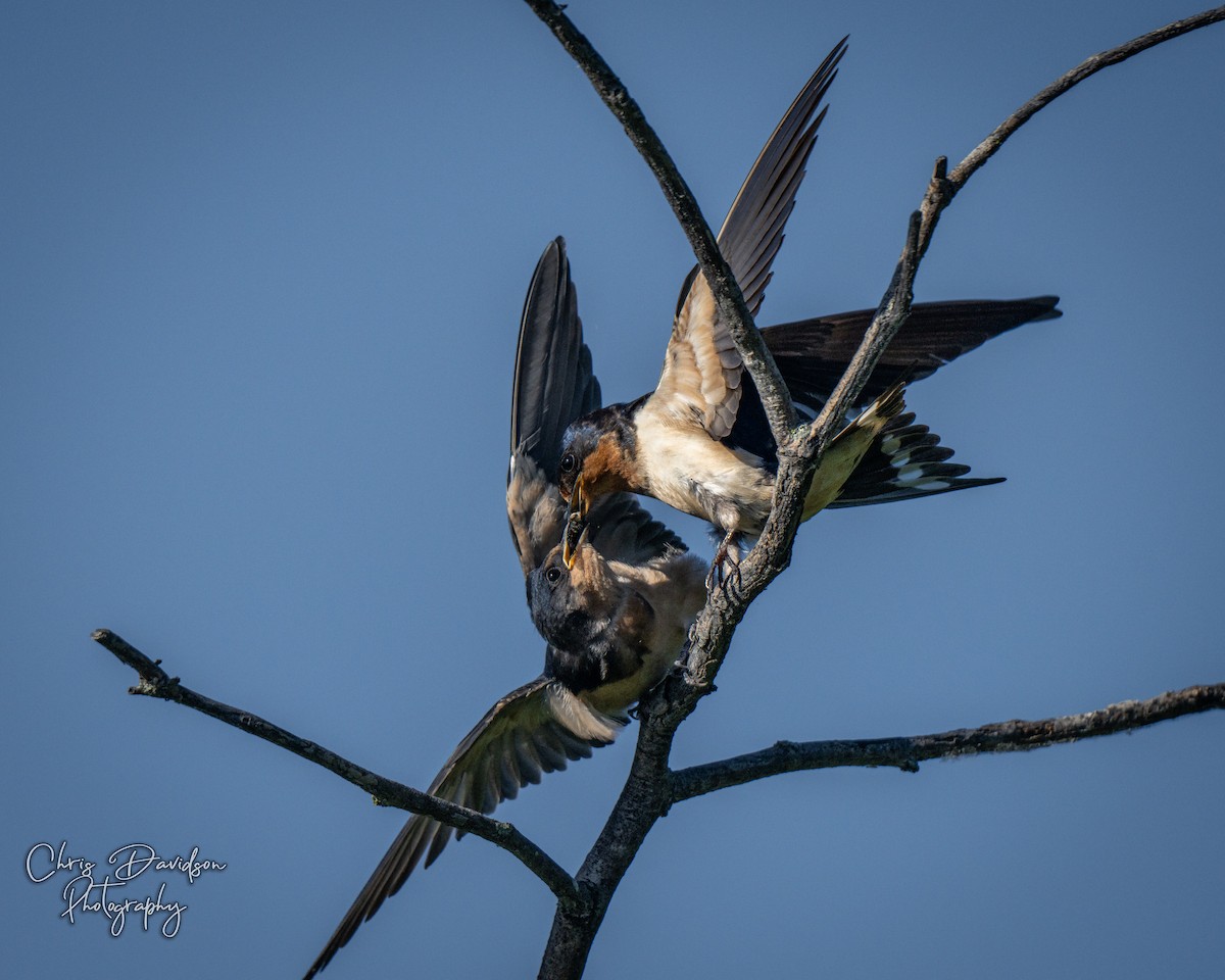 Golondrina Común - ML638492452