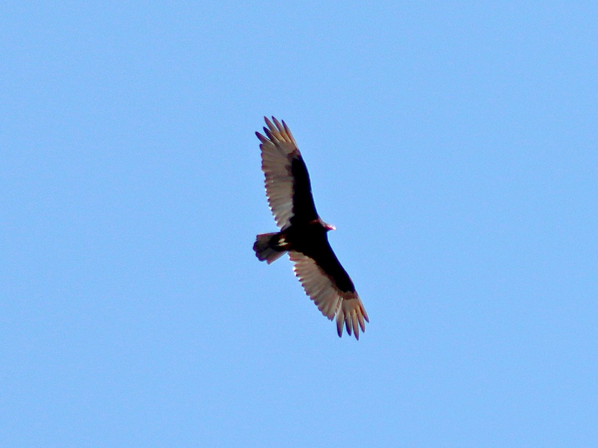 Turkey Vulture - ML638492453