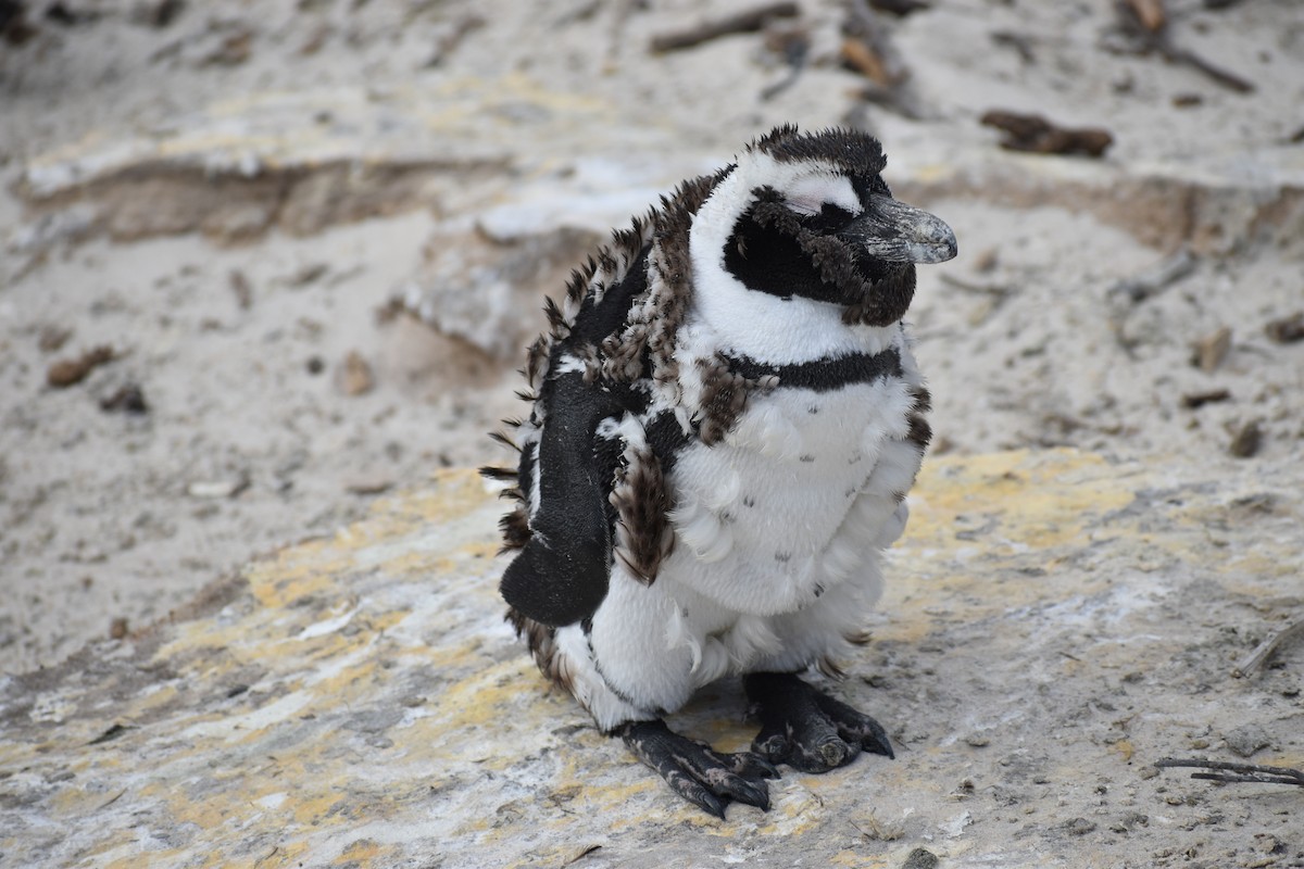 Brillenpinguin - ML638492473
