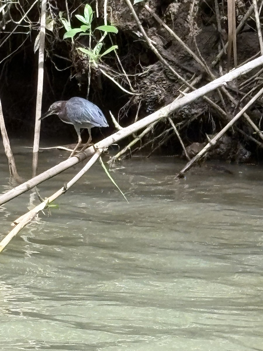 Green Heron - ML638492474