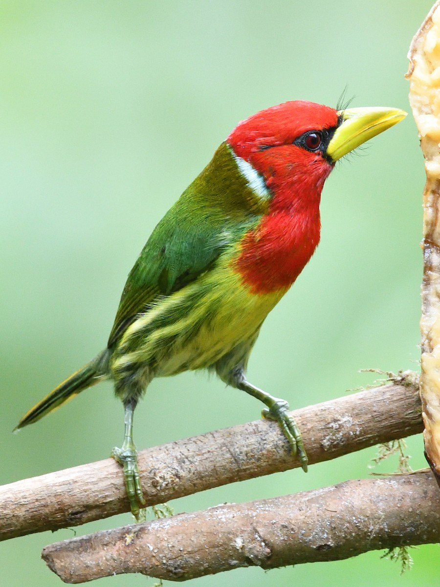Andenbartvogel - ML638492476