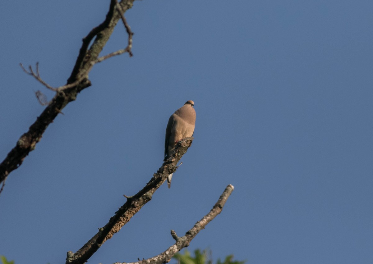 Carolinataube - ML638492490