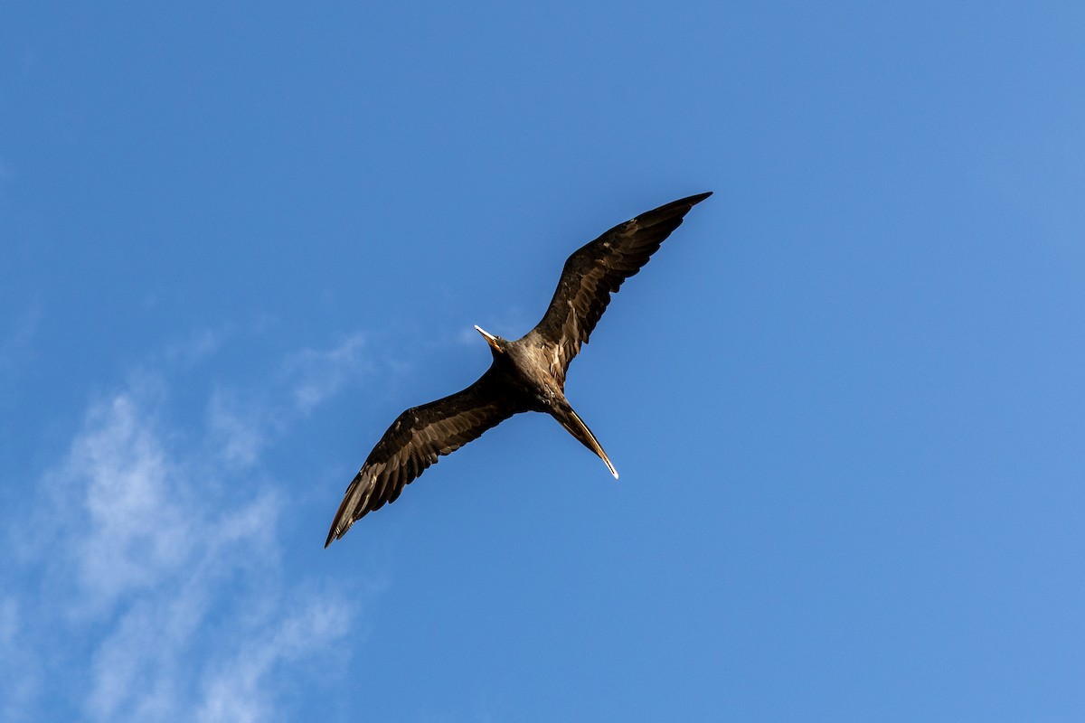 Magnificent Frigatebird - ML638492536