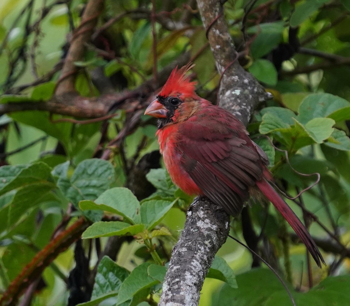 Northern Cardinal - ML638492548