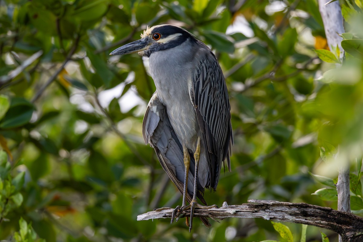 Yellow-crowned Night Heron - ML638492549