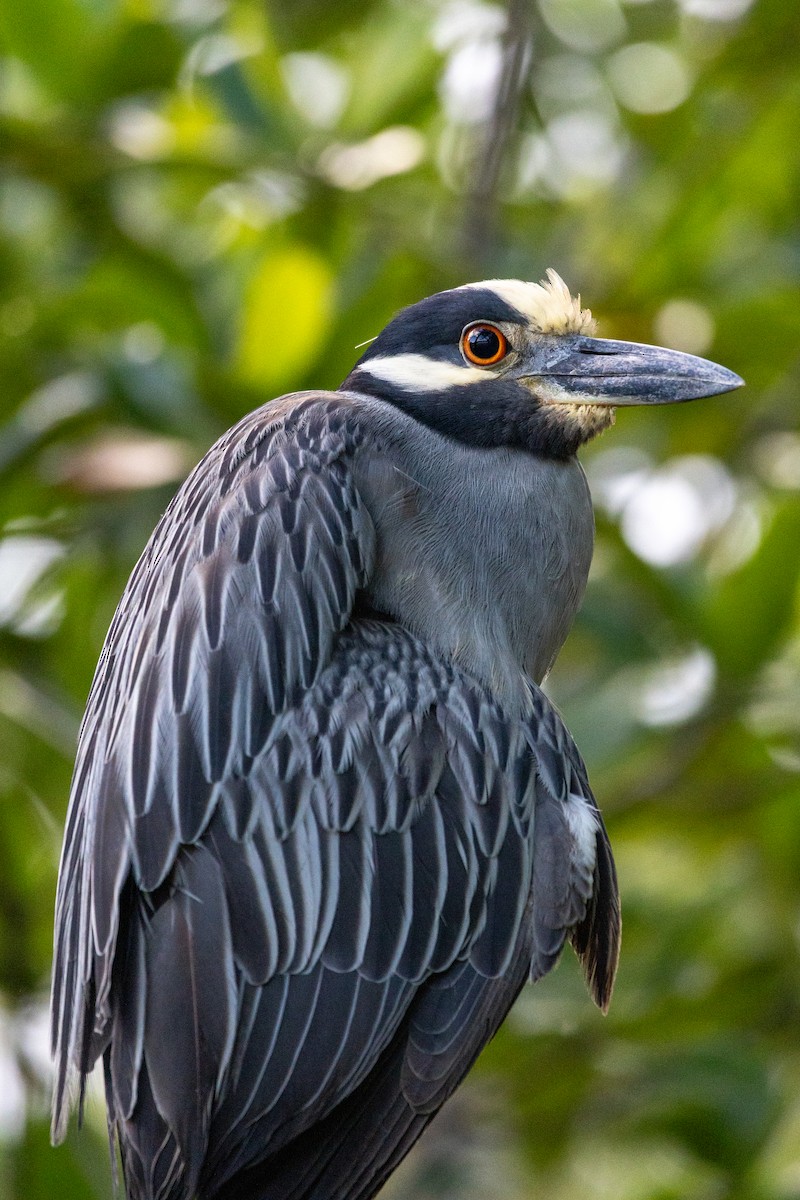 Yellow-crowned Night Heron - ML638492550