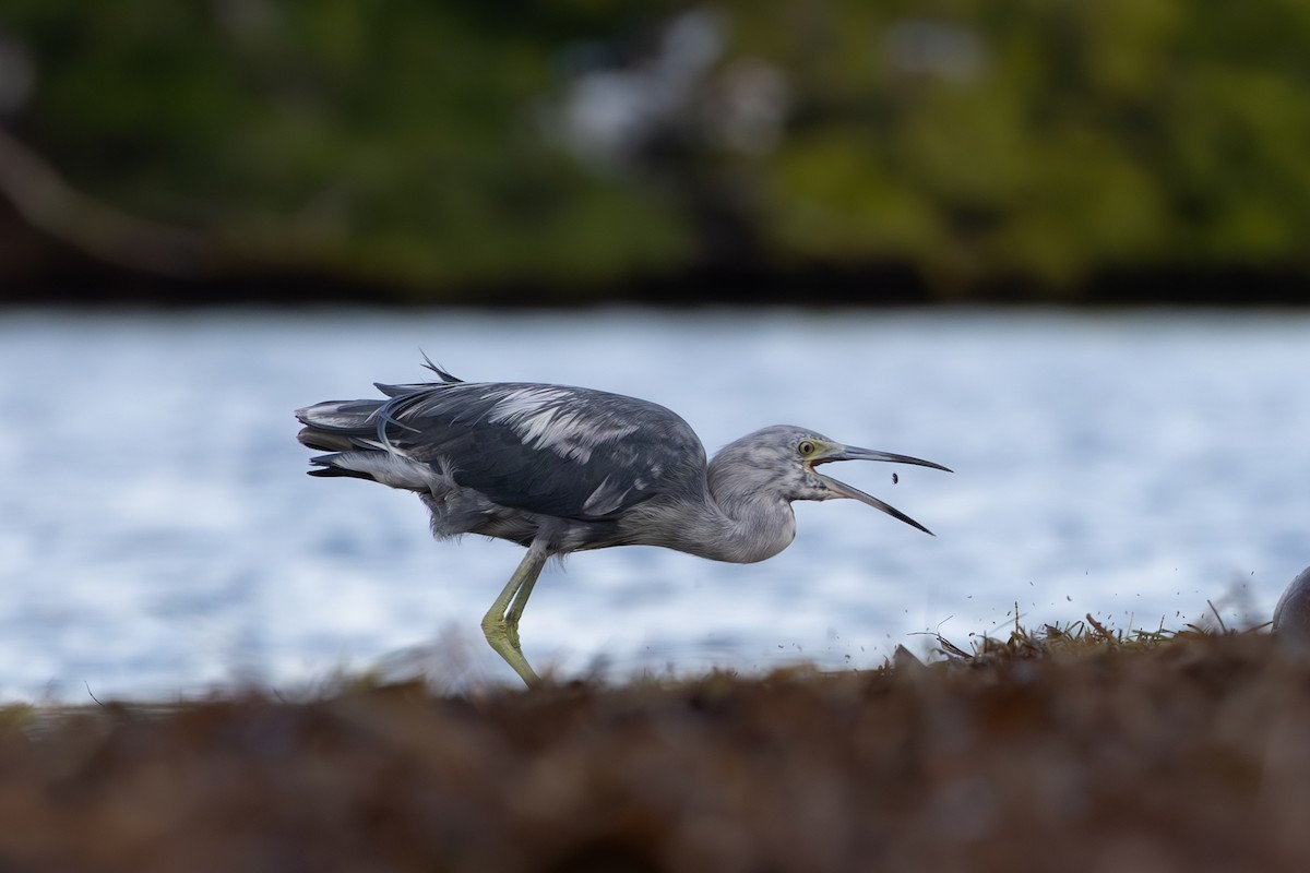 Little Blue Heron - ML638492553