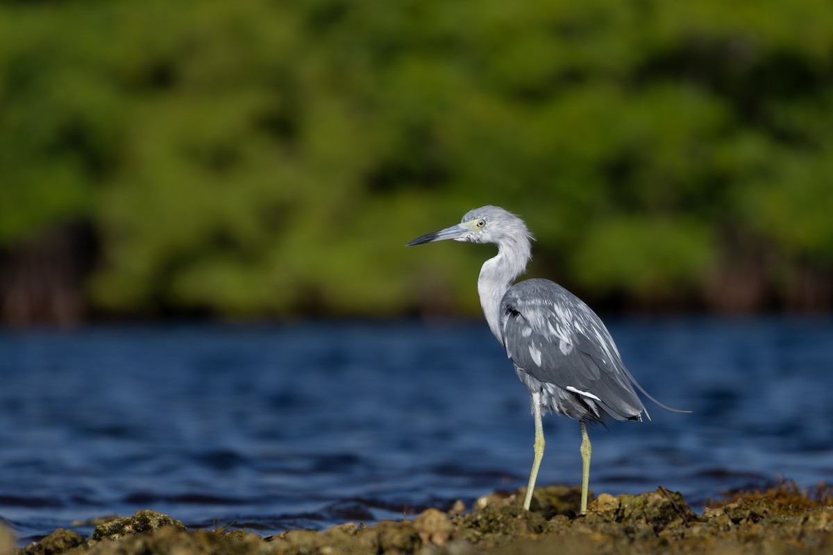 Little Blue Heron - ML638492554