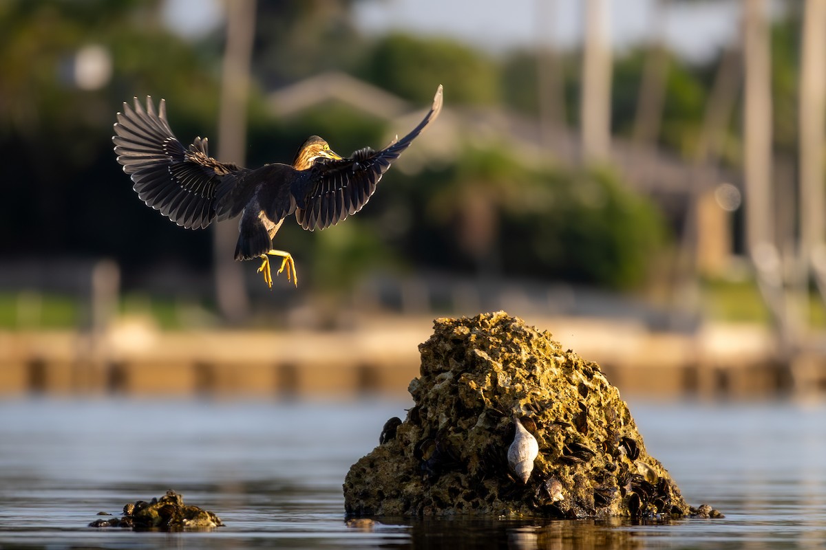 Green Heron - ML638492559