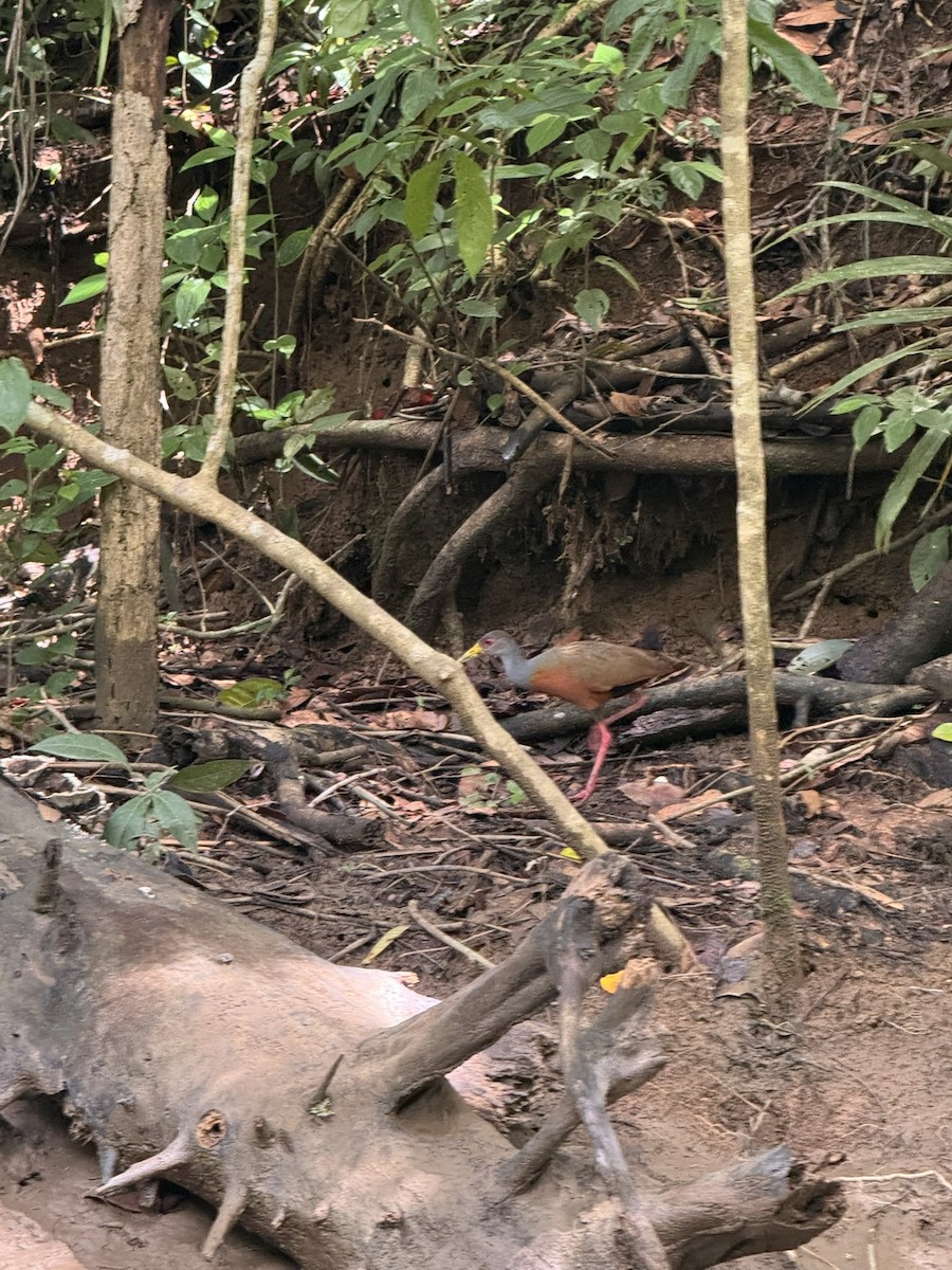 Gray-cowled Wood-Rail - ML638492584