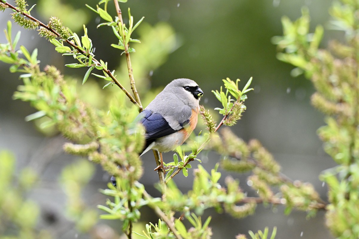 Gray-headed Bullfinch - ML638492595