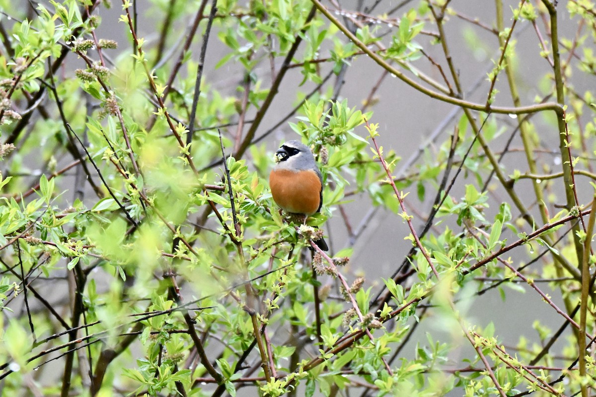 Gray-headed Bullfinch - ML638492609