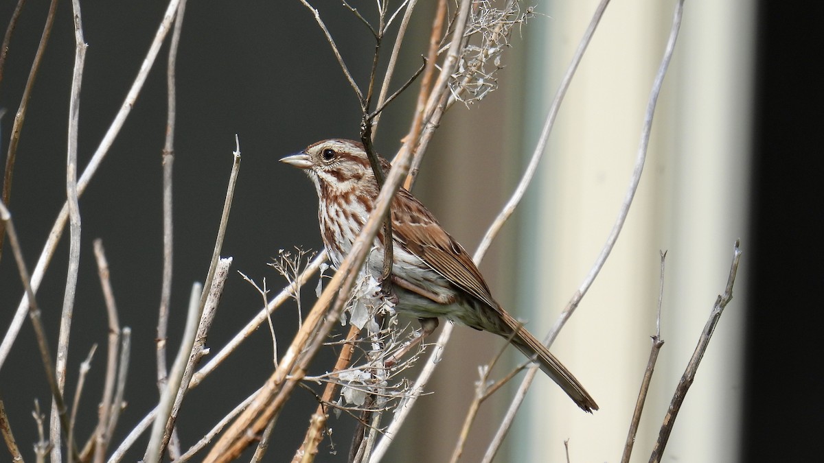 Song Sparrow - ML638492613