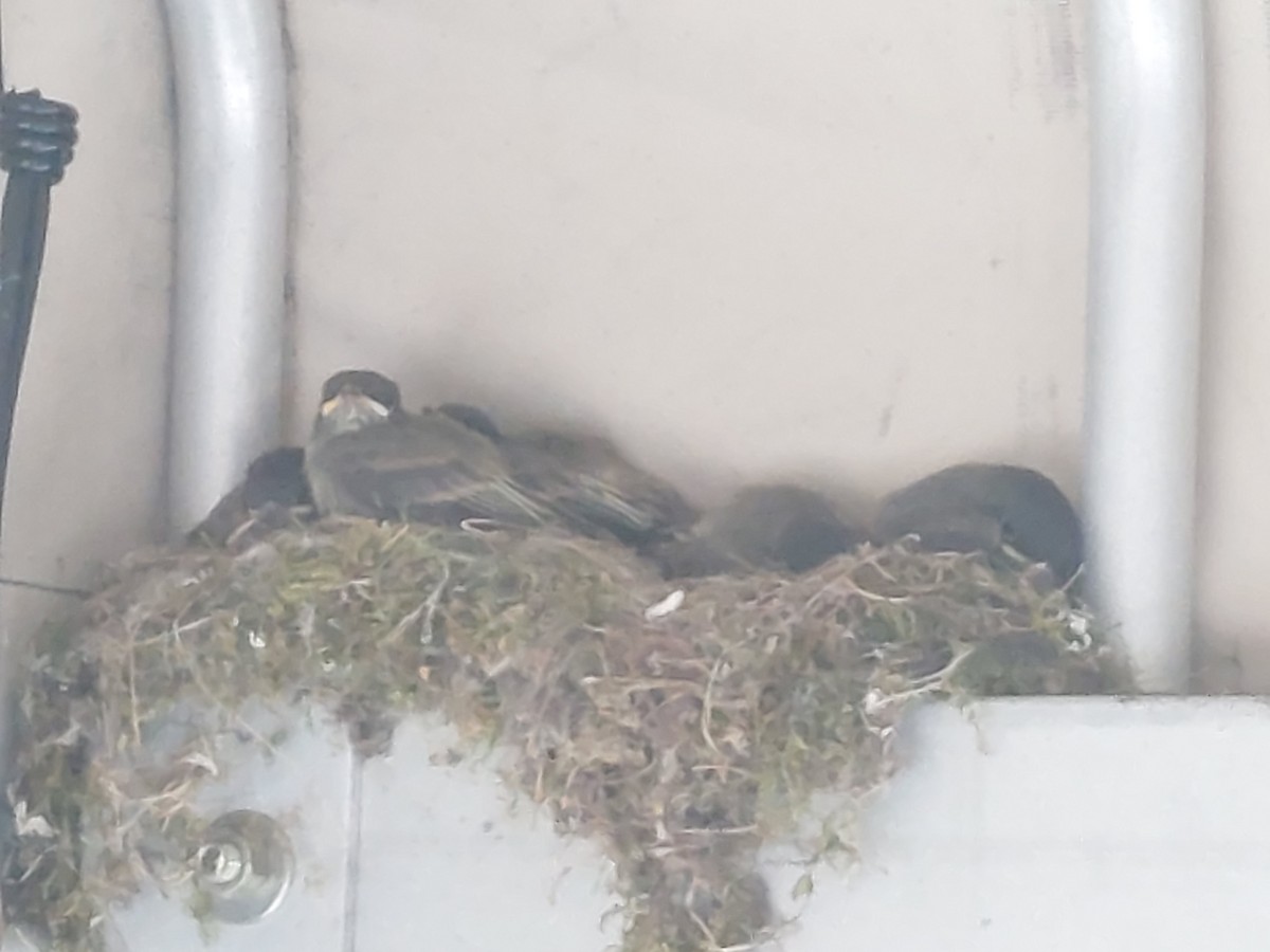 Eastern Phoebe - ML638492622