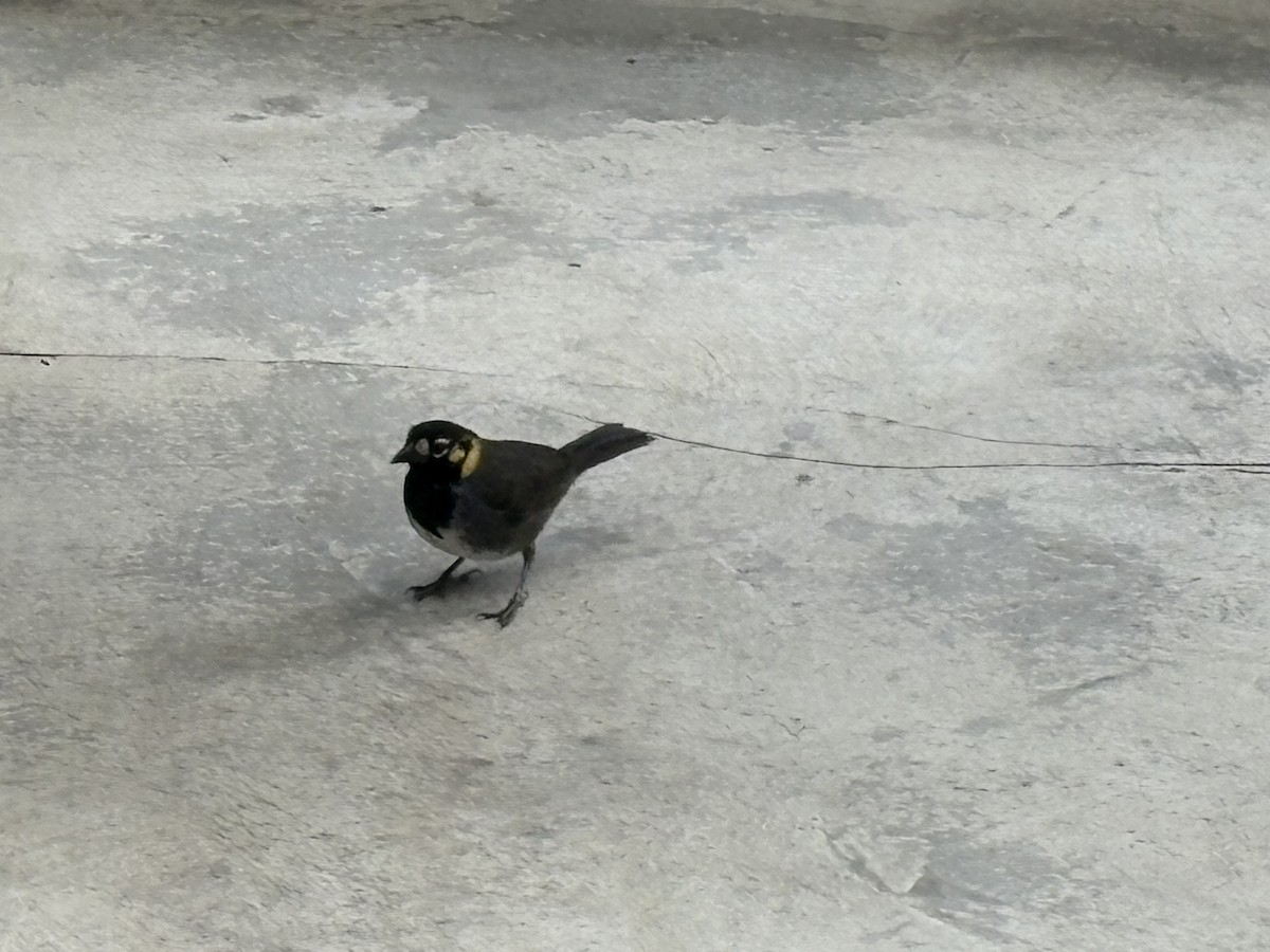 White-eared Ground-Sparrow - ML638492628