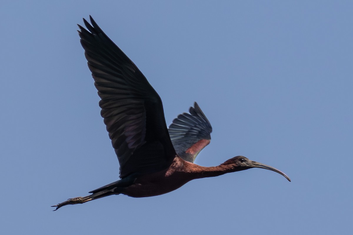 Ibis falcinelle - ML638492644