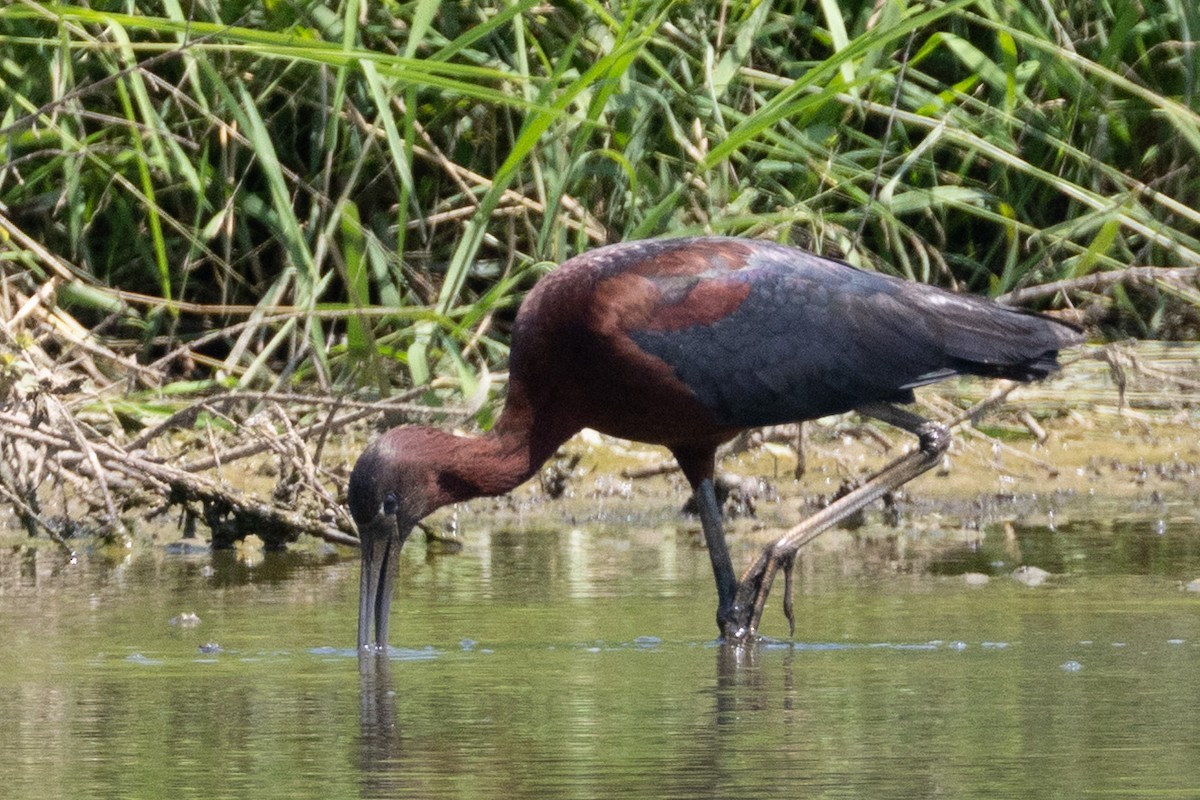 Ibis falcinelle - ML638492646