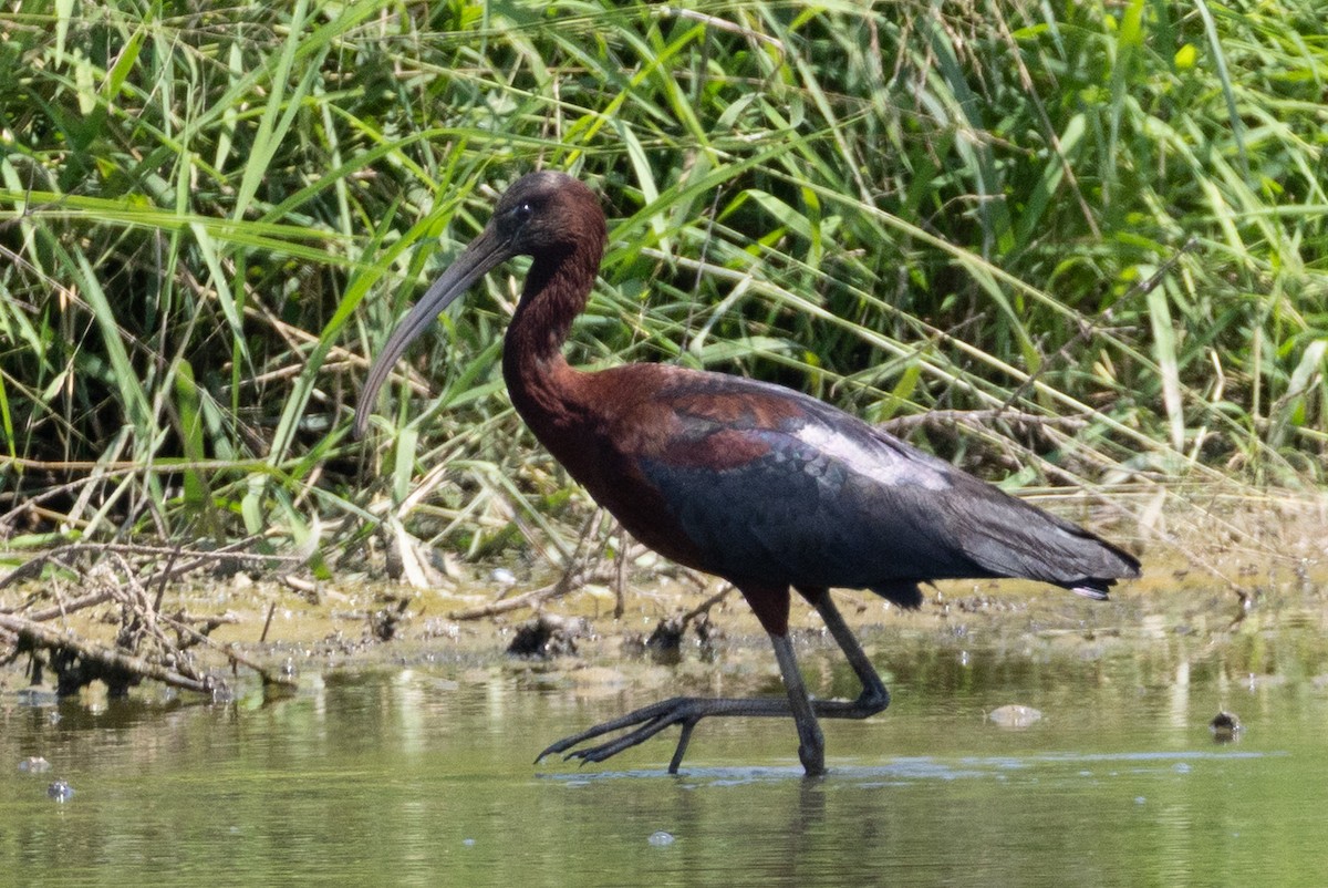 Ibis falcinelle - ML638492647