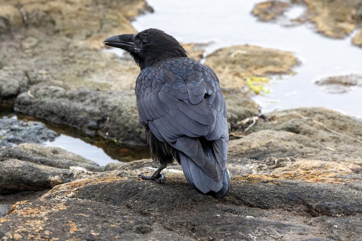 Common Raven - ML638492693