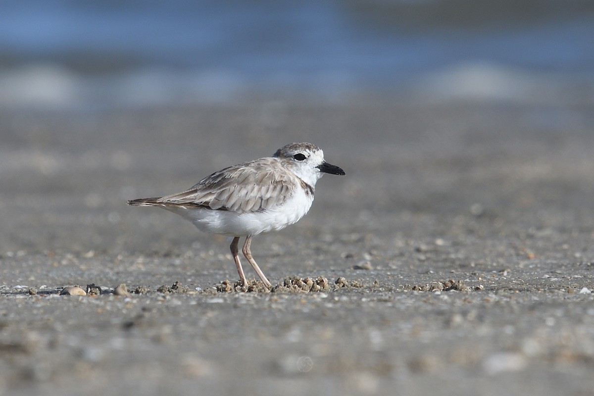 Wilson's Plover - ML638492694