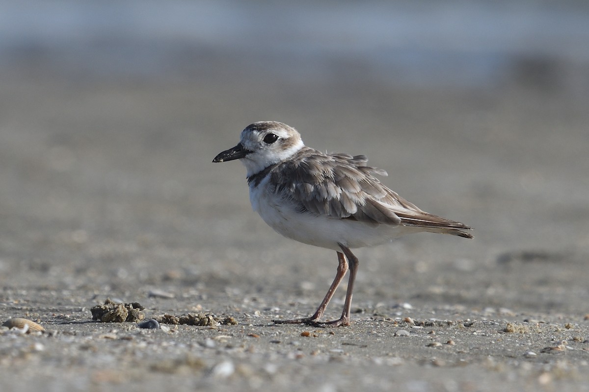 Wilson's Plover - ML638492699