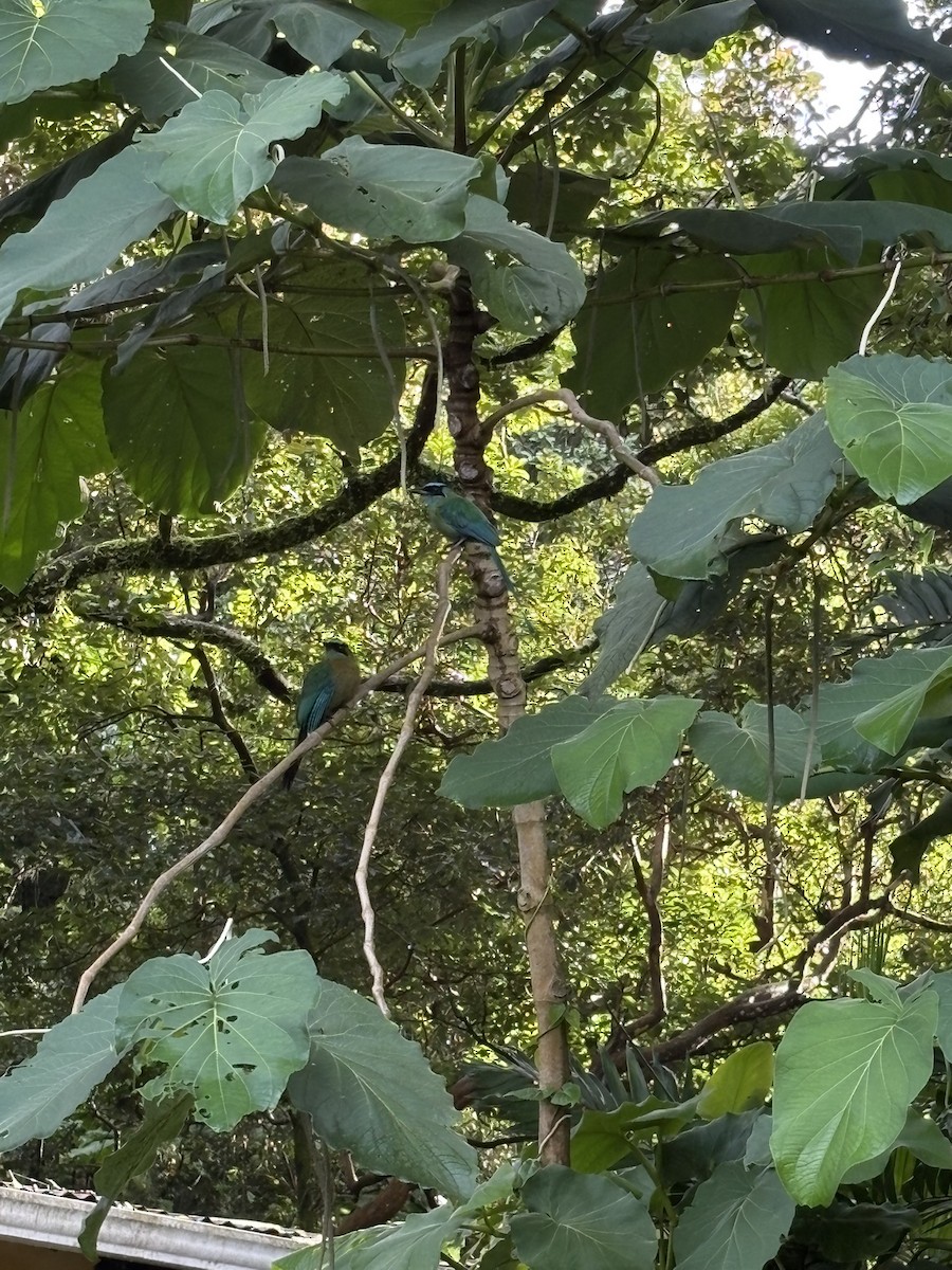 Lesson's Motmot - ML638492720