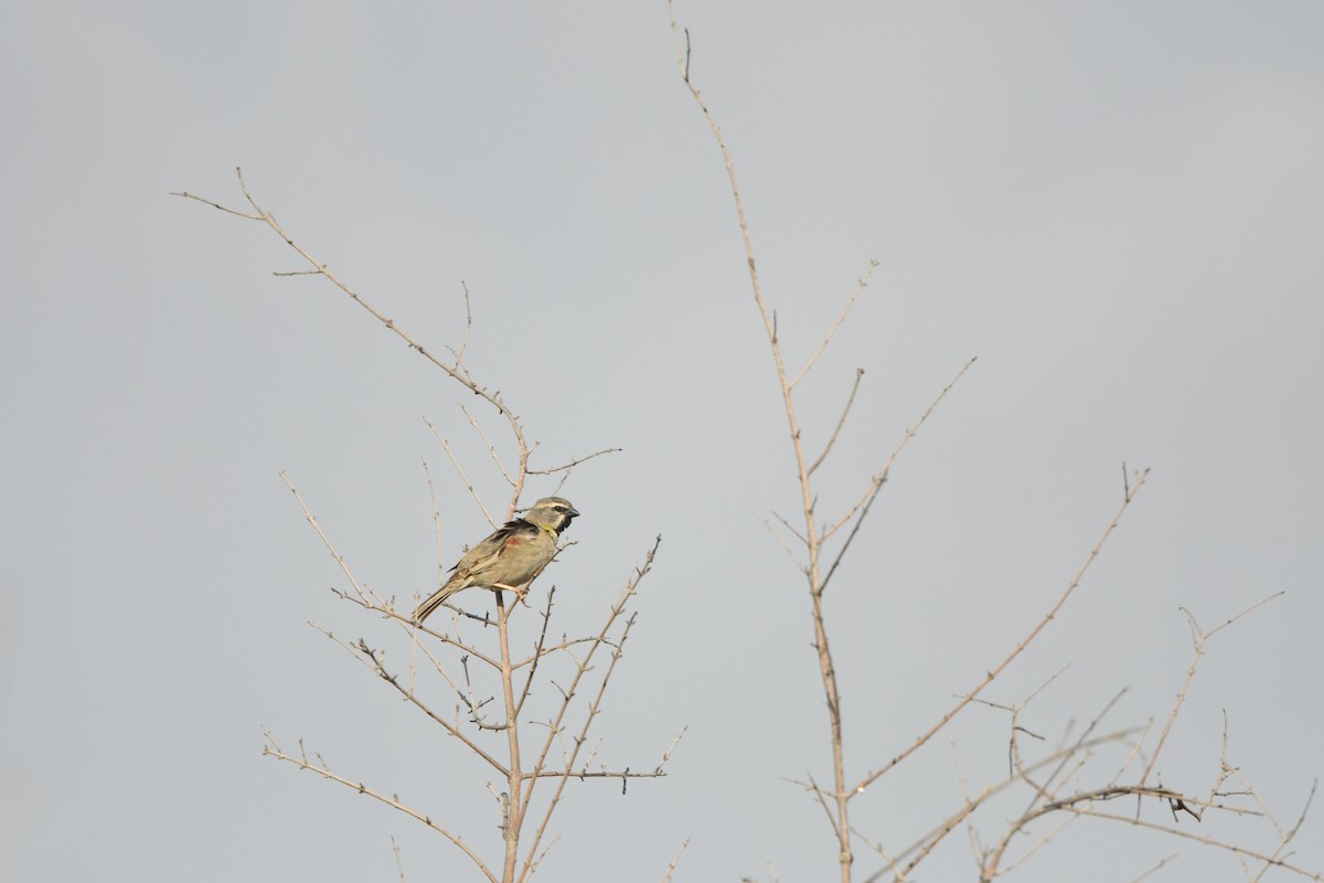 Dead Sea Sparrow - ML638492724
