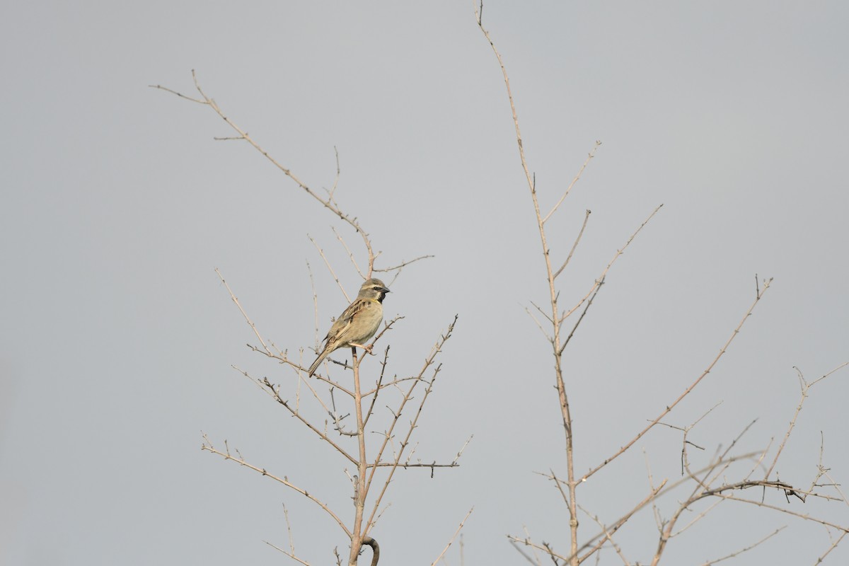 Dead Sea Sparrow - ML638492725