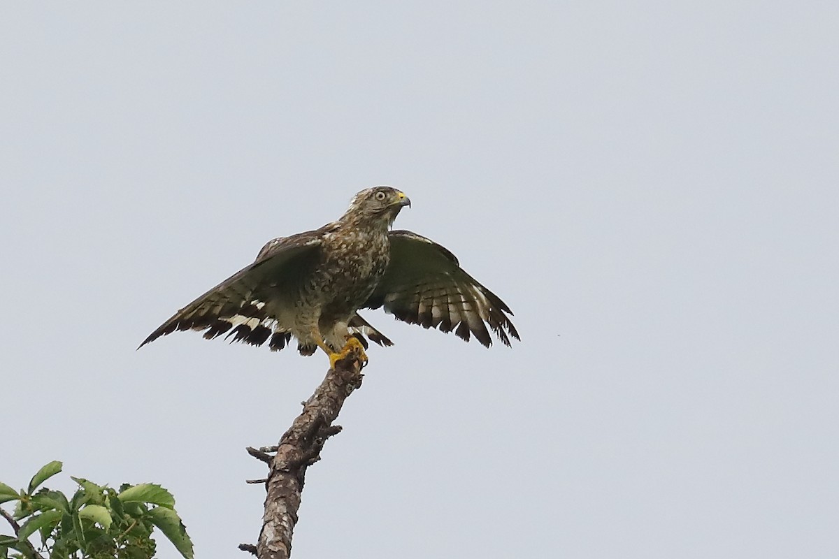 Broad-winged Hawk - ML638492762