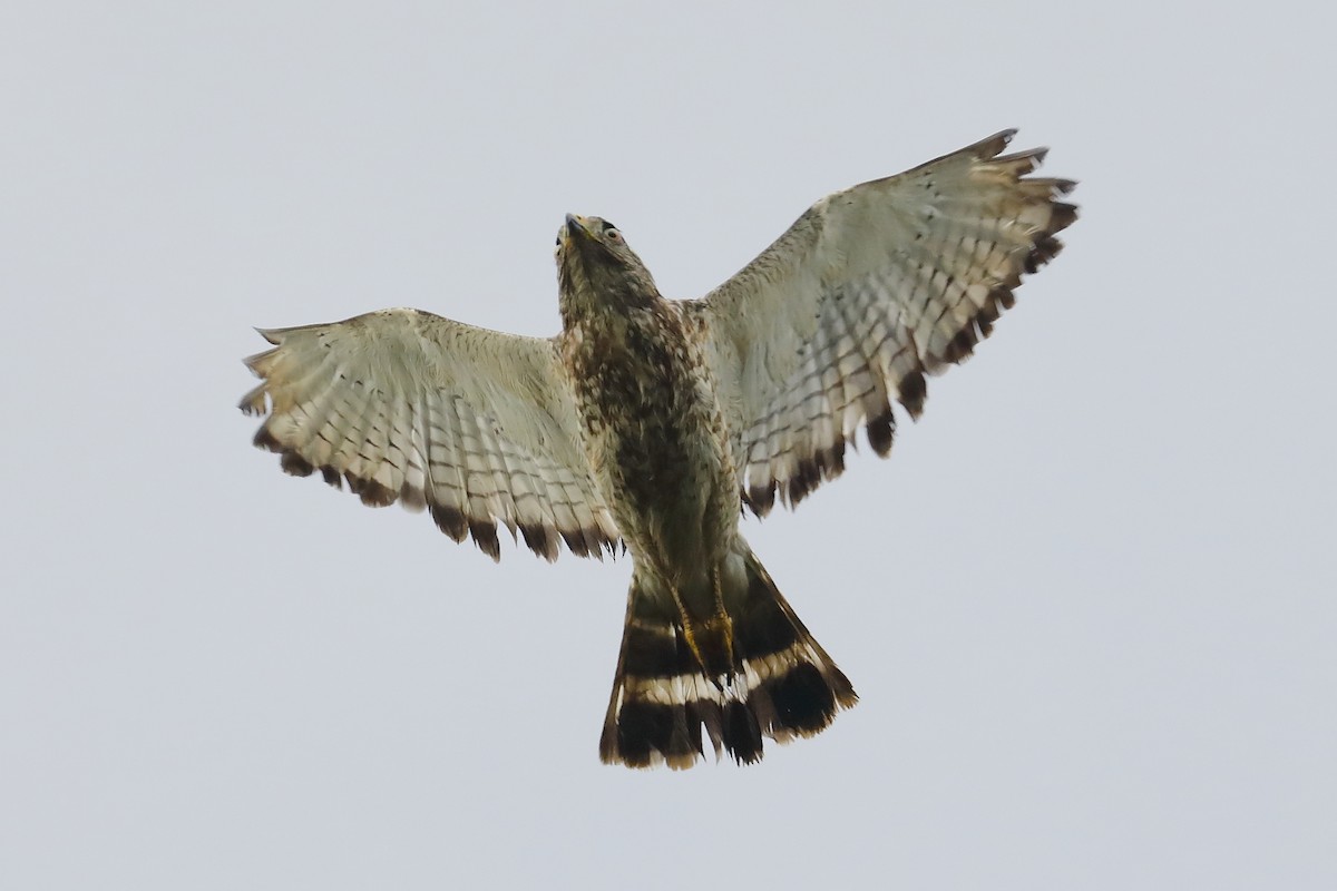Broad-winged Hawk - ML638492763