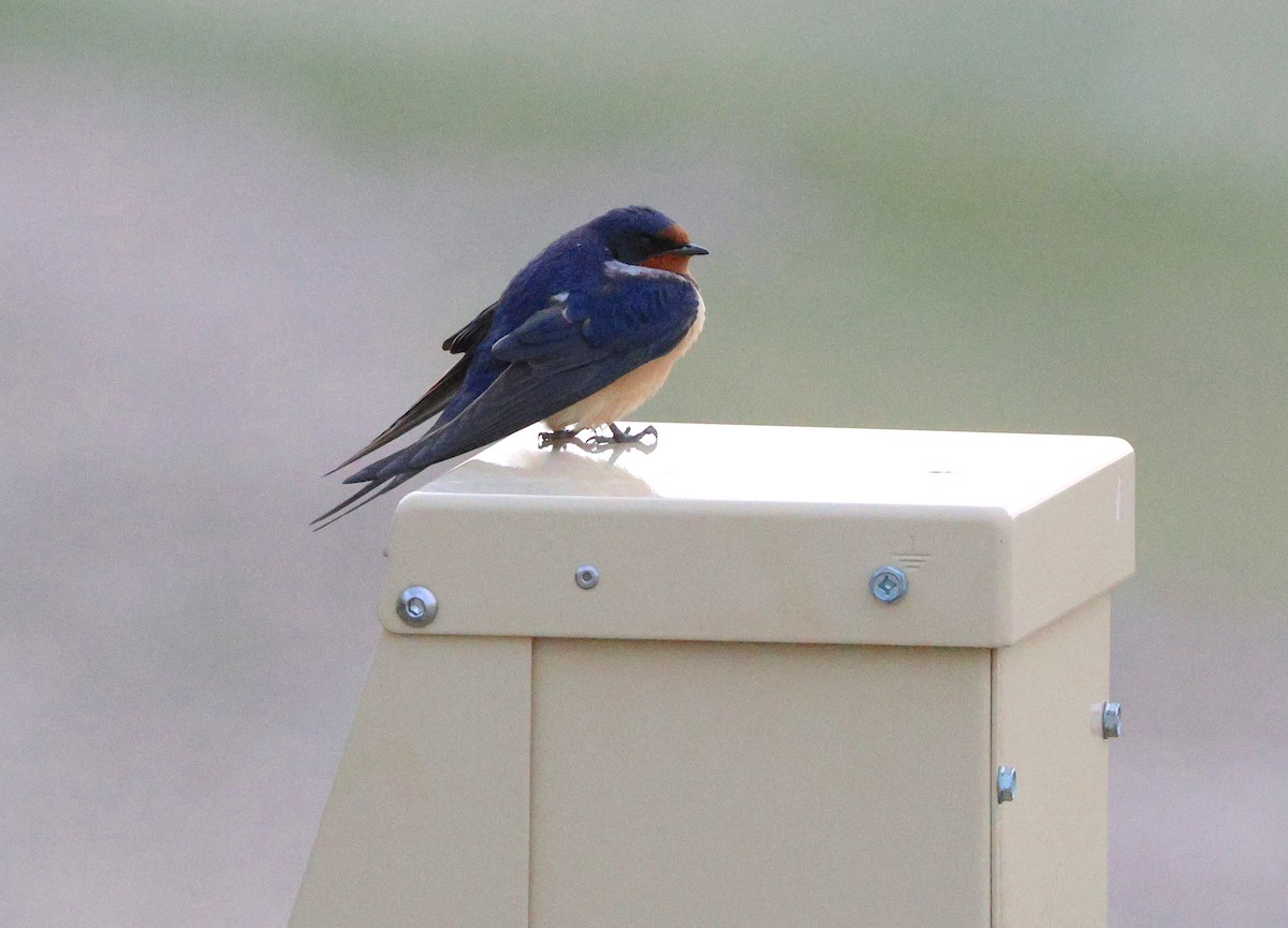 Golondrina Común - ML638492765